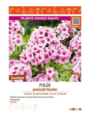 PHLOX paniculé bicolor