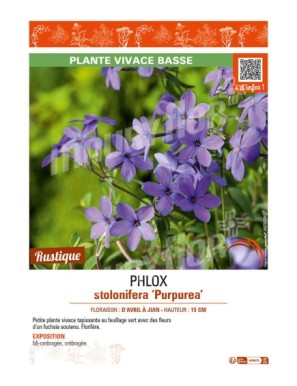 PHLOX stolonifera Purpurea