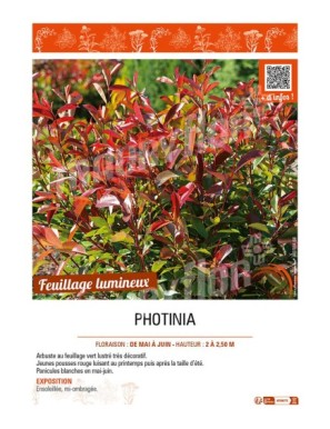PHOTINIA