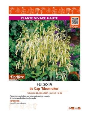 PHYGELIUS x rectus Moonraker voir FUCHSIA du Cap