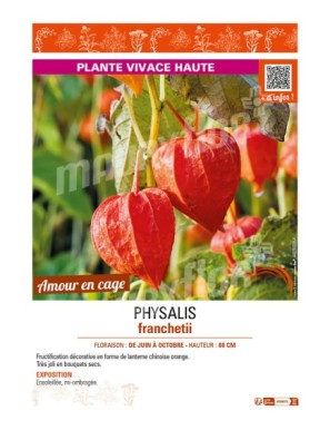 PHYSALIS franchetti