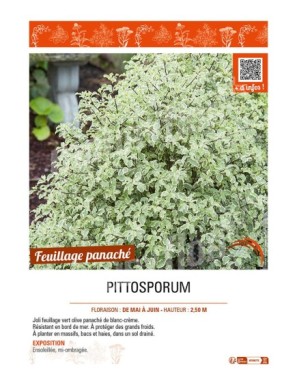 PITTOSPORUM