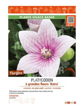 PLATYCODON à grandes fleurs Astra (rose)
