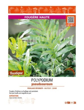POLYPODIUM pseudoaureum