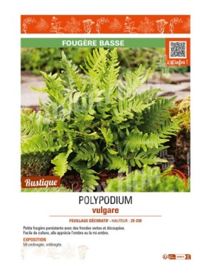 POLYPODIUM vulgare