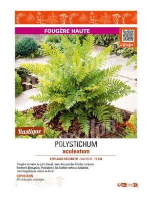 POLYSTICHUM aculeatum