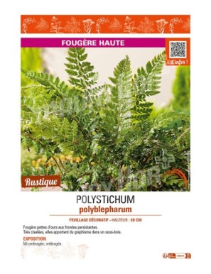 POLYSTICHUM polyblepharum