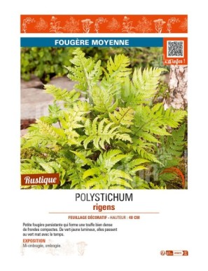 POLYSTICHUM rigens