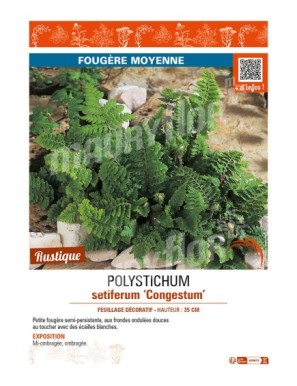 POLYSTICHUM setiferum Congestum