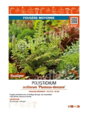 POLYSTICHUM setiferum Plumoso-densum