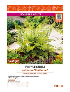POLYSTICHUM setiferum Proliferum