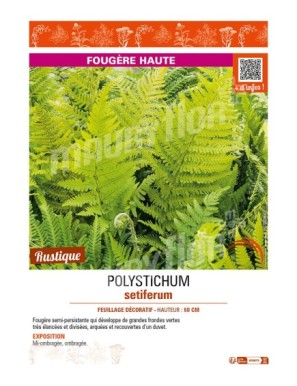 POLYSTICHUM setiferum