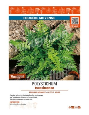 POLYSTICHUM tsussimense