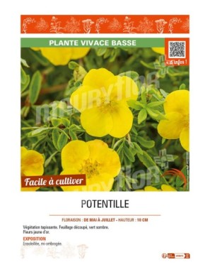 POTENTILLA voir POTENTILLE