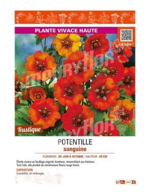 POTENTILLA atrosanguinea voir POTENTILLE sanguine