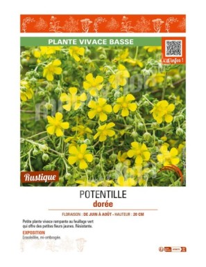 POTENTILLA aurea voir POTENTILLE dorée