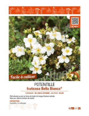 POTENTILLA fruticosa Bella Bianca® voir POTENTILLE