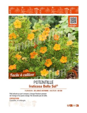 POTENTILLA fruticosa Bella Sol® voir POTENTILLE
