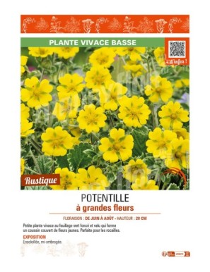 POTENTILLA megalantha voir POTENTILLE à grandes fleurs