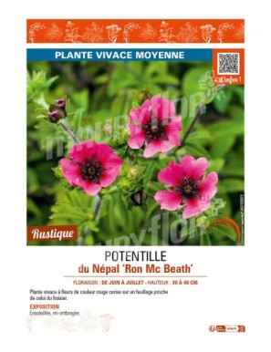 POTENTILLA nepalensis Ron Mc Beath voir POTENTILLE du Népal