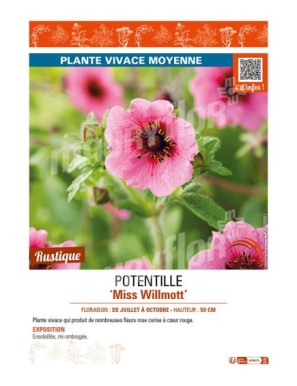 POTENTILLA nepalensis Miss Willmott voir POTENTILLE