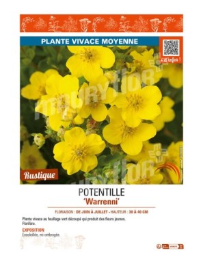 POTENTILLA recta Warrenni voir POTENTILLE