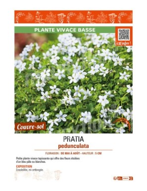 PRATIA pedunculata