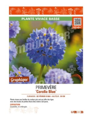 PRIMULA denticulata Corolla Blue voir PRIMEVÈRE
