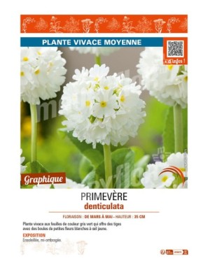 PRIMULA denticulata voir PRIMEVÈRE