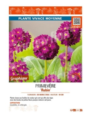 PRIMULA denticulata Rubin voir PRIMEVÈRE