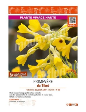 PRIMULA florindae voir PRIMEVÈRE du Tibet