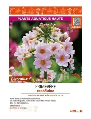 PRIMULA japonica voir PRIMEVÈRE candélabre