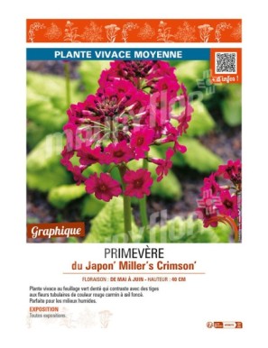 PRIMULA japonica Miller's Crimson voir PRIMEVÈRE du Japon