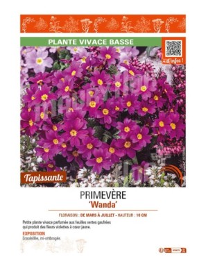 PRIMULA juliae Wanda voir PRIMEVÈRE