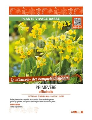 PRIMULA veris voir PRIMEVÈRE officinale