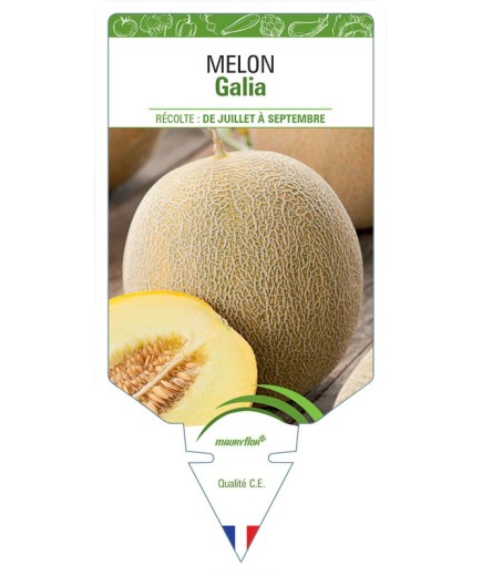 MELON GALIA