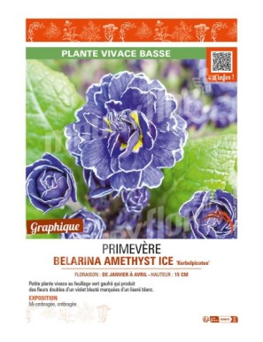 PRIMULA vulgaris BELARINA AMETHYST ICE Kerbelpicotee voir PRIMEVÈRE