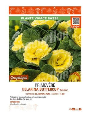 PRIMULA vulgaris BELARINA BUTTERCUP Kerbelbut voir PRIMEVÈRE