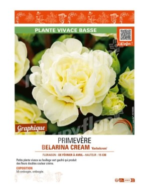 PRIMULA vulgaris BELARINA CREAM Kerbelcrem voir PRIMEVÈRE