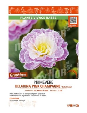 PRIMULA vulgaris BELARINA PINK CHAMPAGNE Kerbelchamp voir PRIMEVÈRE