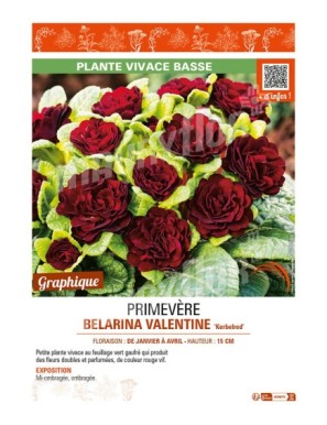 PRIMULA vulgaris BELARINA VALENTINE Kerbelred voir PRIMEVÈRE