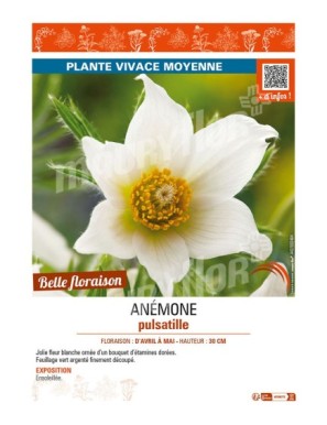 PULSATILLA vulgaris voir ANÉMONE pulsatile (blanc)