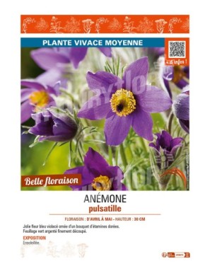 PULSATILLA vulgaris voir ANÉMONE pulsatile (bleu violacé)