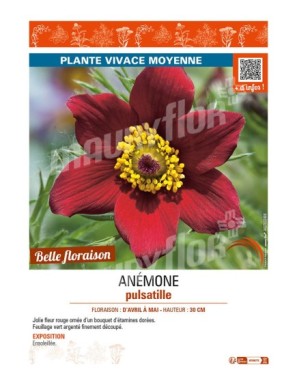 PULSATILLA vulgaris voir ANÉMONE pulsatile (rouge)