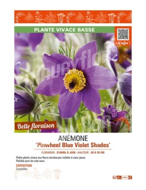 PULSATILLA vulgaris Pinwheel Blue Violet Shades voir ANÉMONE