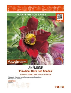 PULSATILLA vulgaris Pinwheel Dark Red Shades voir ANÉMONE