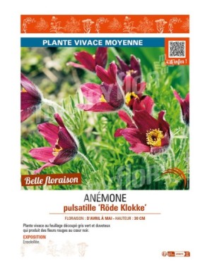 PULSATILLA vulgaris Röde Klokke voir ANÉMONE pulsatille