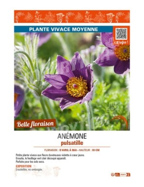 PULSATILLA vulgaris voir ANÉMONE pulsatille