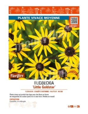 RUDBECKIA (fulgida) Little Goldstar