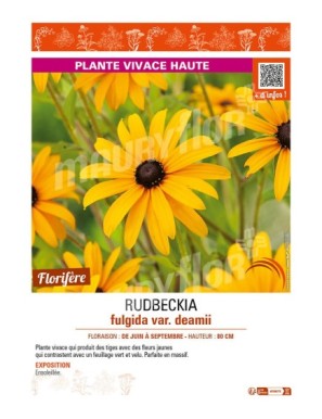 RUDBECKIA fulgida var. deamii